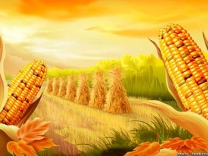Thanks Giving Corn Wallpaper