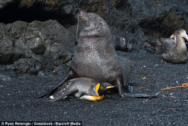 seals having sex with penguins, seal, penguin